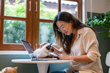 Woman Playing With Cat While Working At Home..
