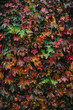 © Scott Snyder/Stocksy - Fall Leaf Wall