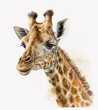 illustration with portrait of cute realistic giraffe in watercolor style