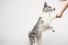 Border Collie Dog.A White-gray Dog Cheerfully Stands On Its Hind Legs, Dances. Portrait In The Studio, White Background