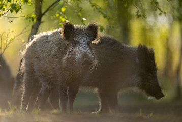 Wall Mural - wild boar ( sus scrofa ) close up