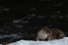 Otter In The Snow  