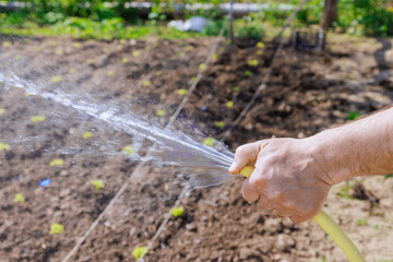 Farmer watering to fertile soil in garden an hose spraying water