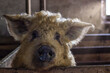 © Светлана Мищенко - Close-up of the muzzle of a mangalica pig. The Hungarian Downy Mangalitsa belongs to the rare even-toed and exotic breeds of pigs. curly pig
