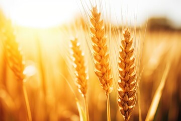 Poster - golden wheat field with the sun shining in the background Generative AI