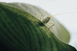 © Ivan Haidutski/Stocksy - Meadow grasshopper grasshopper sitting deep in green leaves in garden