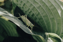 Meadow Grasshopper Grasshopper Sitting Deep In Green Leaves In Garden 
