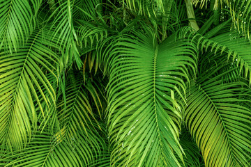 Wall Mural - green palm leaves background