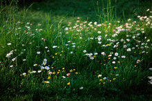 Summer Nature Grass Daisy Flowers Field