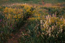 Summer Nature Grass Flowers Meadow Sunset