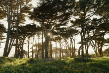 Cypress Trees California Landscape