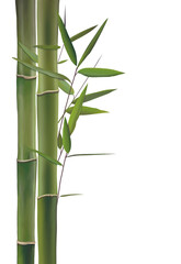 Poster - bamboo isolated png