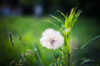 Photo of dandelions and green scenery with grass and bokeh effect.