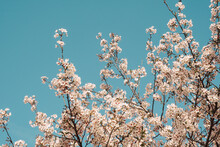Spring Cherry Blossoms And Blue Sky