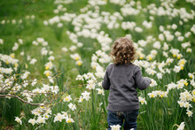 Child Walks In A Meadow Of Daffodils