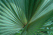 © Sonja Lekovic/Stocksy - palm tree leaves closeup