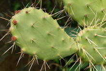 Cactus Plant Closeup