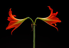 Red Easter Lily