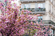 Paris : cerisier rose en fleurs