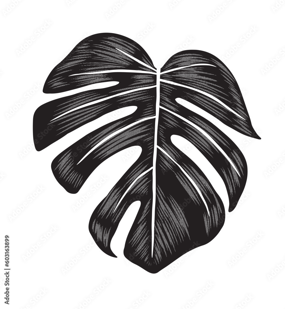 Black Adam's Rib Leaf. Beautiful Monstera leaf with white reticule ...
