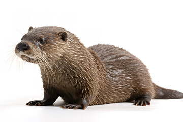 Image of a common otter (Lutra lutra) on a white background. .Wildlife Animals. Illustration, generative AI.