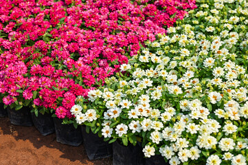 Wall Mural - colorful zinnia flowers blooming in the garden flowers, Zinnia  pink and white flowers, Zinnia angustifolia