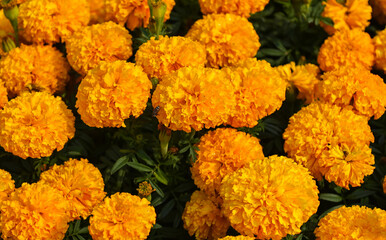 Sticker - marigold flower blossom on the garden, flower yellow and orange marigold flowers for decorate garden