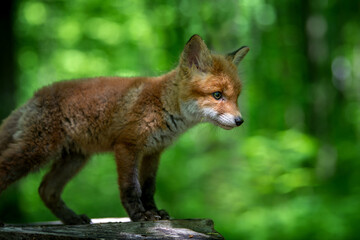 Sticker - Red fox, vulpes vulpes, small young cub in forest on tree stump. Wildlife scene from nature