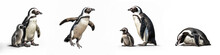 Wildlife Zoo South Africa Penguins Animals Banner Panorama Long -Collection Standing, Lying African Penguin (spheniscus Demersus) Family With Baby, Isolated On White Background, Generative Ai
