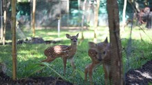 Baby White-tailed Deer In The Woods At A Wildlife Refuge In Costa Rica Eating And Playing As They Learn To Walk To Be Released Into The Wild