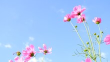 Pink Cosmos Flower On Blue Sky Background.