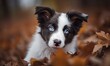 Adorable border collie puppy captures hearts with its captivating blue eyes. Creating using generative AI tools