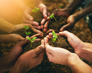 plant, sustainability and soil with hands of people for teamwork, earth and environment. collaborati