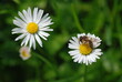 Flowers of daisies and bee. Meadow.