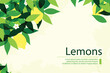 Fresh background with ripe lemons and green leaves. Vector illustration flat design style. 