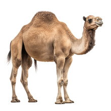 Brown Camel Isolated On White