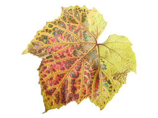 Wall Mural - vine leaf in autumn fall colour png stock photo file cut out and isolated on a transparent backgroun