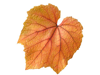 Wall Mural - vine leaf in autumn fall colour png stock photo file cut out and isolated on a transparent backgroun