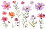 Fototapeta Fototapety kosmos - Attractive and classy image of cosmos flowers generated by AI