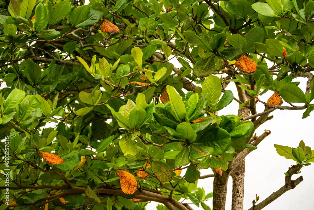 Roatán in Bildern: Aras, Leguane und wilde Karibikküste 8 Seemandelbaum mit großen Blättern gegen den Himmel auf Roatán in Honduras