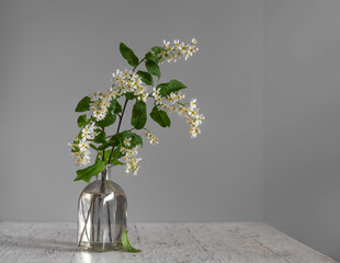 Wall Mural - A branch with fragrant flowers of white bird cherry.