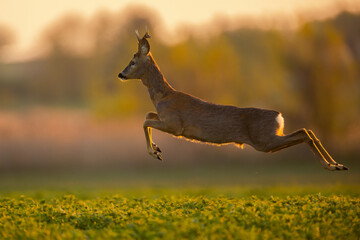 Poster - Roebuck - buck (Capreolus capreolus) Roe deer - goat