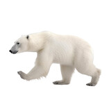 Fototapeta Zwierzęta - side view of animal polar bear running on transparent background, Generative Ai