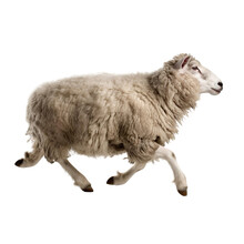 Side View Of Animal Sheep Running On Transparent Background, Generative Ai