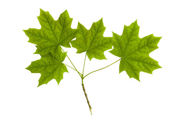 maple branch with green leaves, isolated on a transparent background