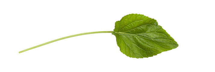 Wall Mural - fresh green leaf isolated on a transparent background