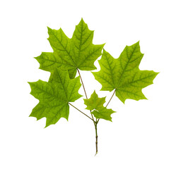maple branch with green leaves, isolated on a transparent background