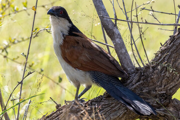 Wall Mural - Burchell’s Coucal in Kruger National Park