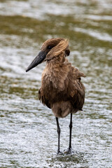 Wall Mural - Hamerkop in Kruger National Park