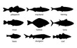 Silhouette fish animal set, guess black shape of animal. Seafood meal, edible. Game for child. Species marine fishes trout, tuna, mackerel, herring, pike perch, halibut, bass, sturgeon, cod. Vector